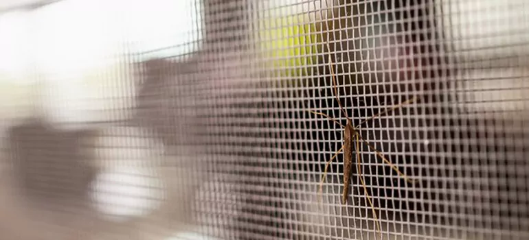 Repair Mosquito Mesh For Windows in Kendale Lakes, FL